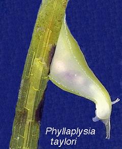 Photo of Phyllaplysia taylori by <a href="http://www.asnailsodyssey.com/">thomas carefoot</a>